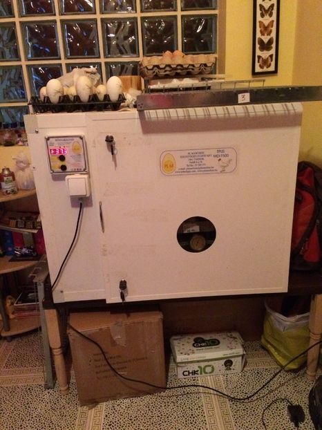  - Incubez oua gaina orice rasa