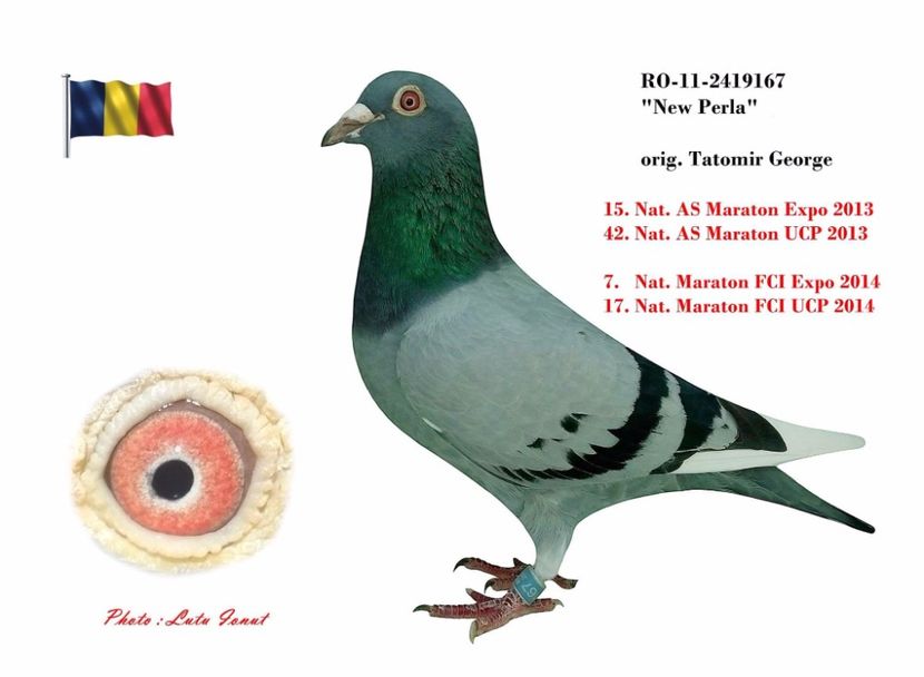 Fiica Songocu-2 ani Expozitia nationala - Perechea 4 2017