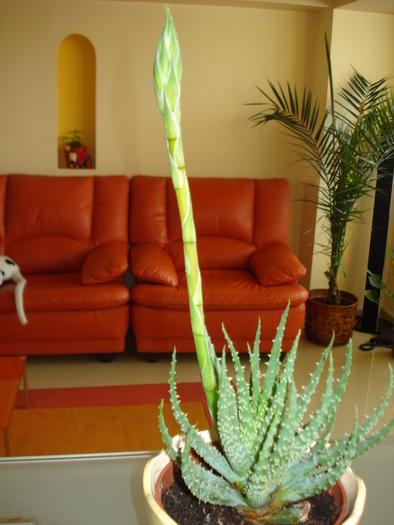 ALOE VERA