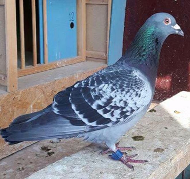 1035005.13 M-fiu Printesa, norma fond palm 2 ani - Perechea 4 2017