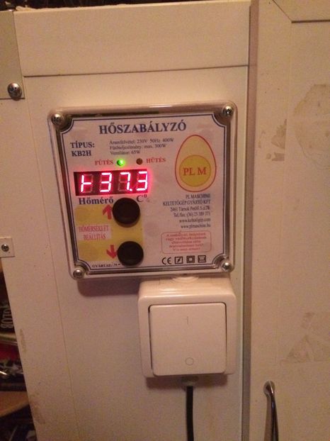  - Incubez oua gaina orice rasa