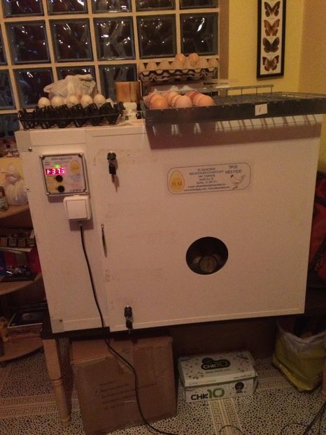  - Incubez oua gaina orice rasa