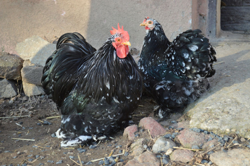 FAM 1 - COCHINCHINA PITIC 2017