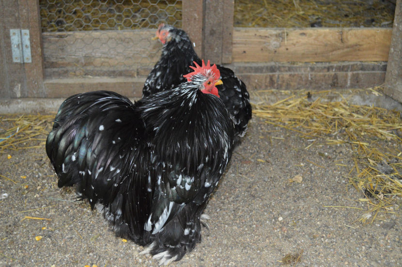 FAM 2 - COCHINCHINA PITIC 2017