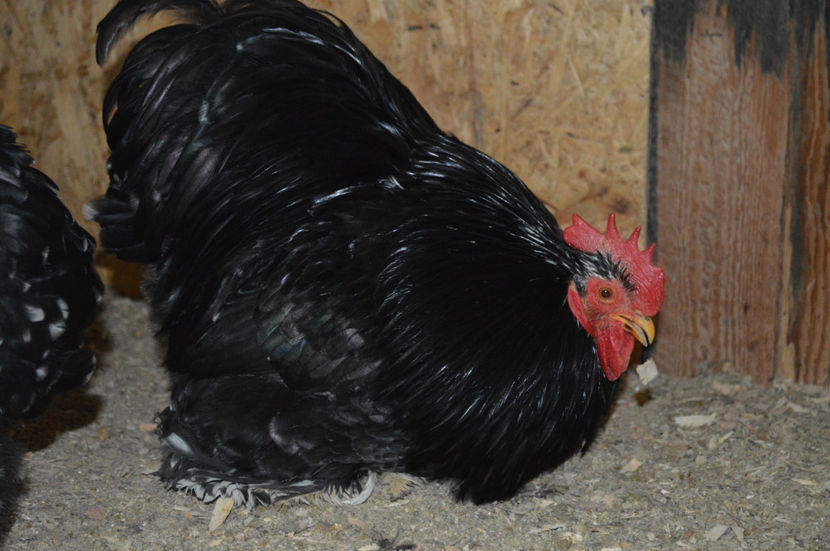 FAM 4 - COCHINCHINA PITIC 2017