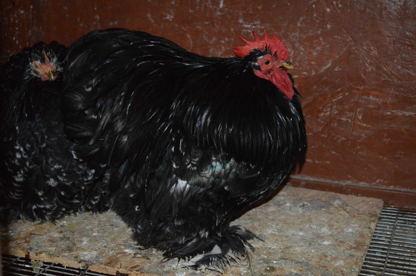 FAM 5 - COCHINCHINA PITIC 2017