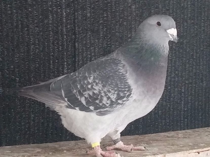  - Porumbei standard vanduti