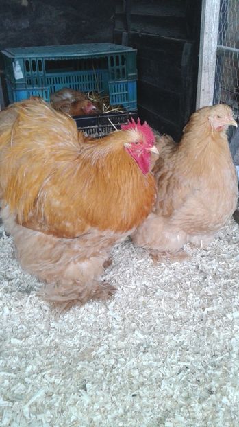  - Conchinchina Galben