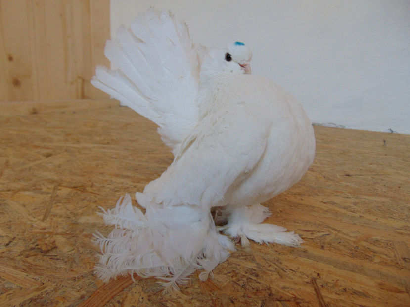 xxxxxxx 005 - porumbei siberieni