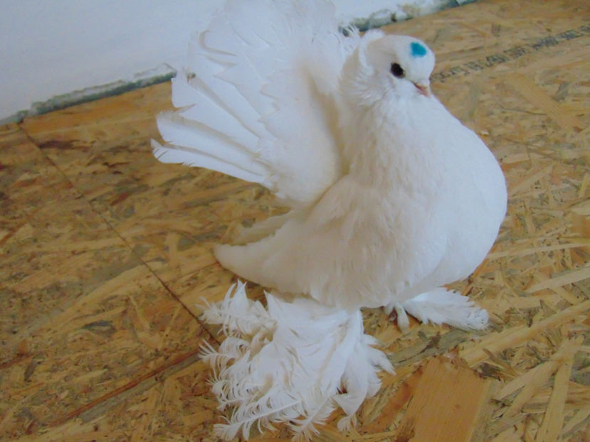 xxxxxxx 008 - porumbei siberieni