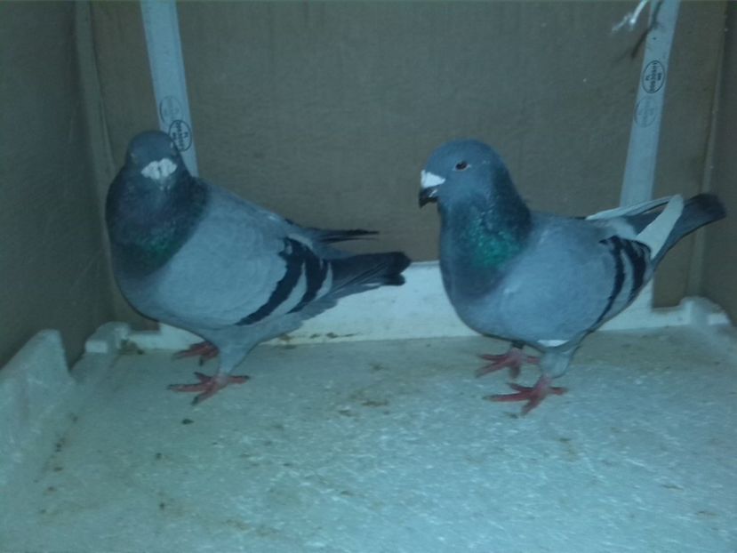 Vanduti - O parte din porumbei vanduti