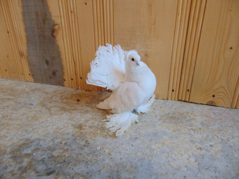 xxxxxxx 061 - porumbei siberieni