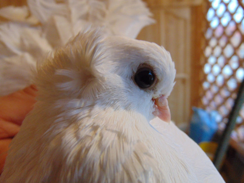 xxxxxxx 035 - porumbei siberieni