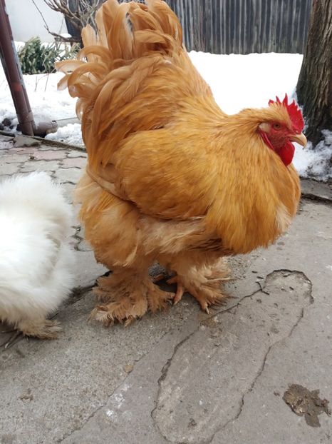  - Cochinchina galben 2017