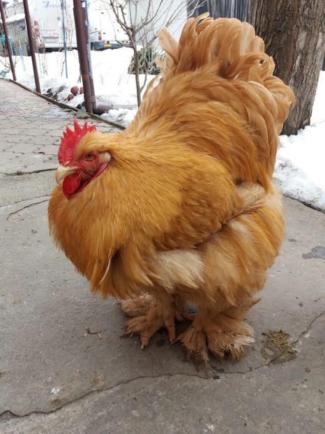  - Cochinchina galben 2017