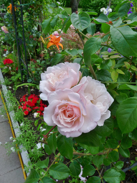 Valul al 2.-lea (iulie) - Tc_TGG