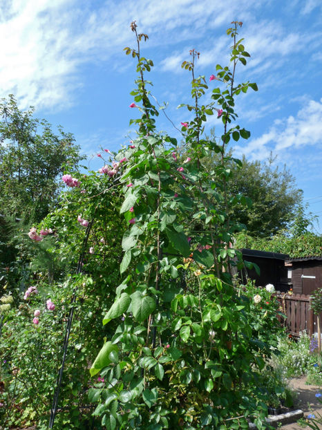 Am depasit arcada! (septembrie) - Tc_TGG