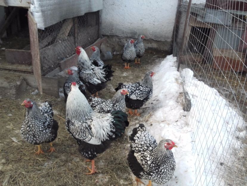  - Vand oua pentru incubat