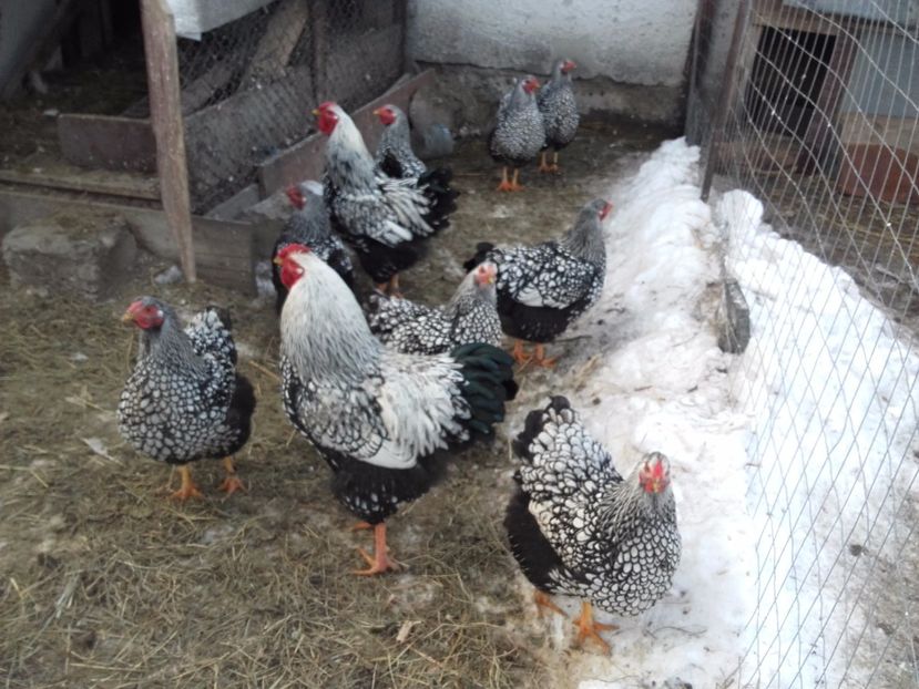  - Vand oua pentru incubat