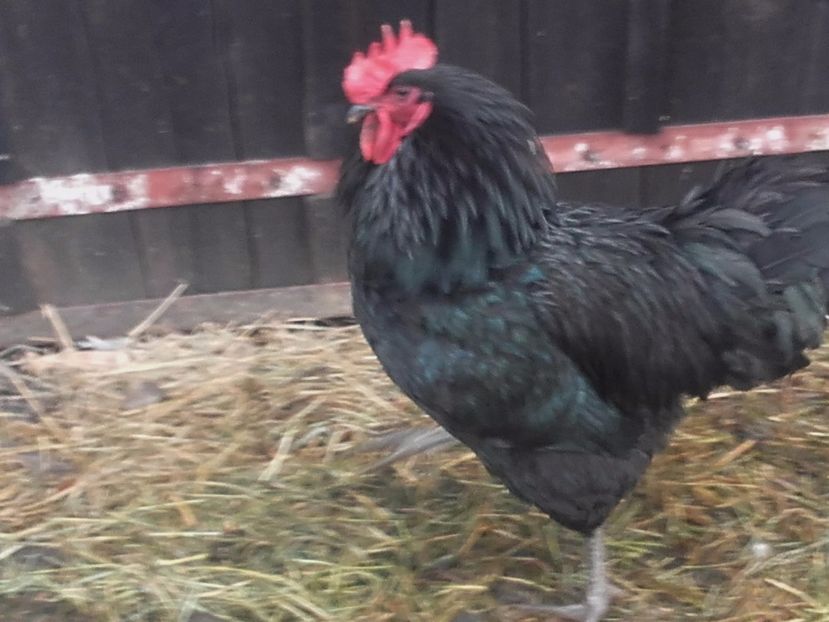  - Vand oua pentru incubat