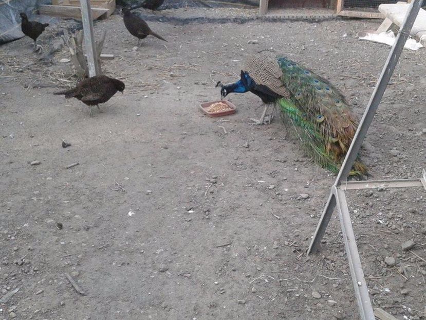 Mascul de 3 ani (1) - C------------Paunii mei Standard si Umar Negru