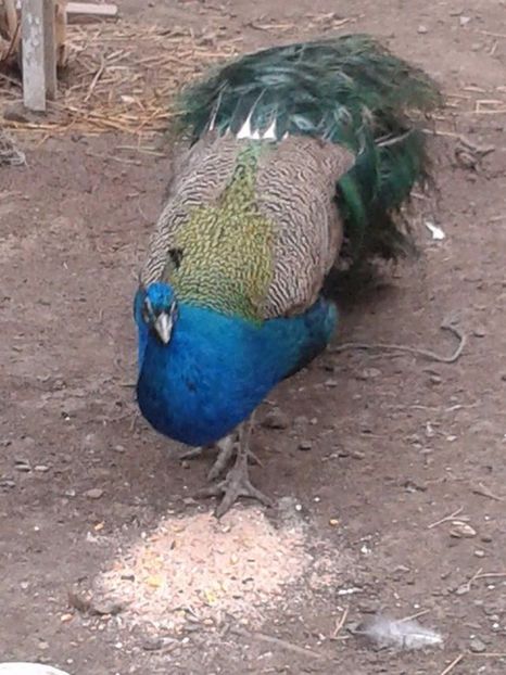 Mascul de 3 ani (2) - C------------Paunii mei Standard si Umar Negru