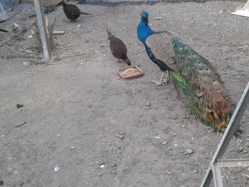 Mascul de 3 ani (3) - C------------Paunii mei Standard si Umar Negru