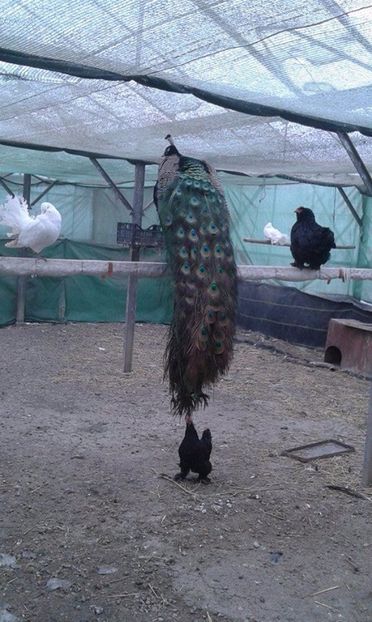 Mascul de 3 ani (4) - C------------Paunii mei Standard si Umar Negru