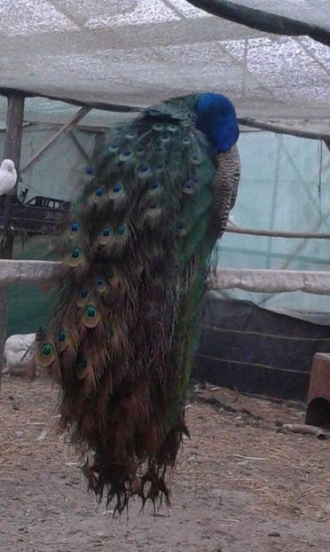 Mascul de 3 ani (5) - C------------Paunii mei Standard si Umar Negru