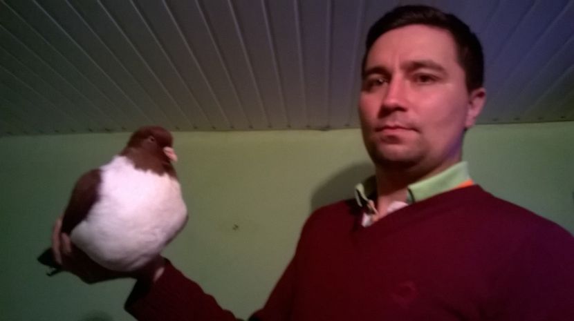 achizitii 2017 - porumbei strasseri