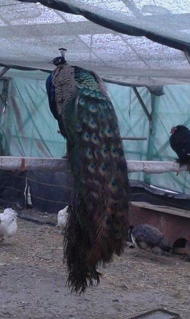 Mascul de 3 ani (9) - C------------Paunii mei Standard si Umar Negru