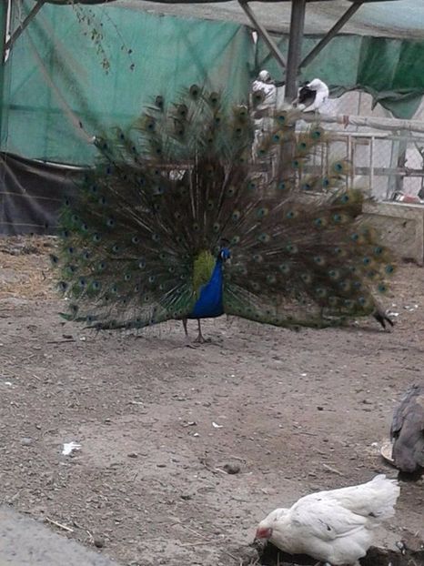 Mascul de 6 ani - C------------Paunii mei Standard si Umar Negru