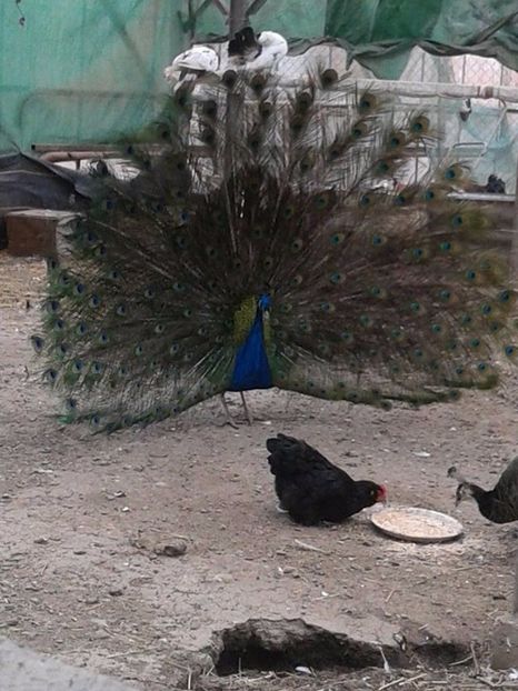 Mascul de 6 ani - C------------Paunii mei Standard si Umar Negru