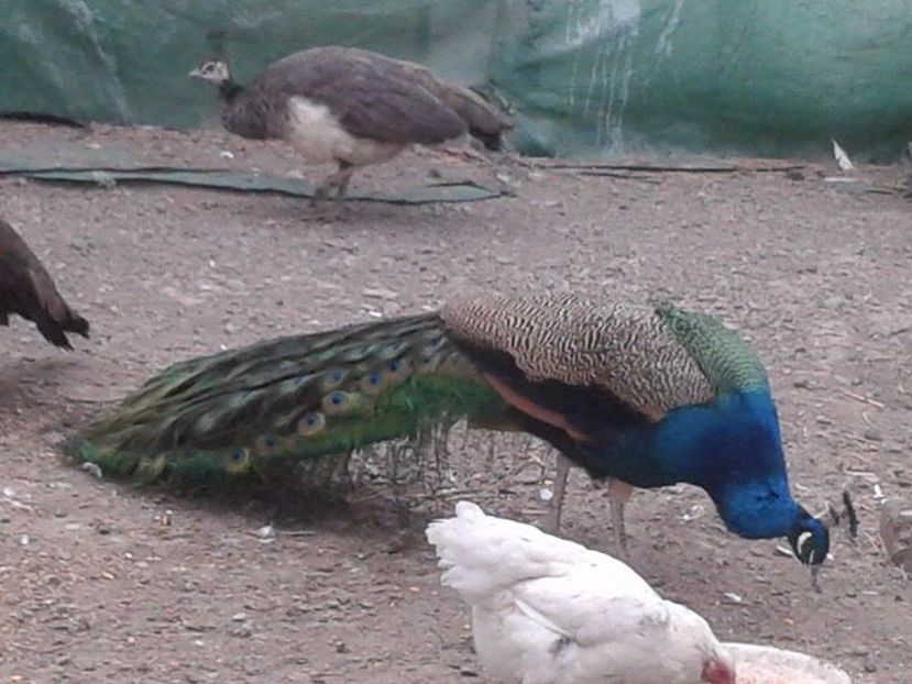 Mascul de 6 ani - C------------Paunii mei Standard si Umar Negru