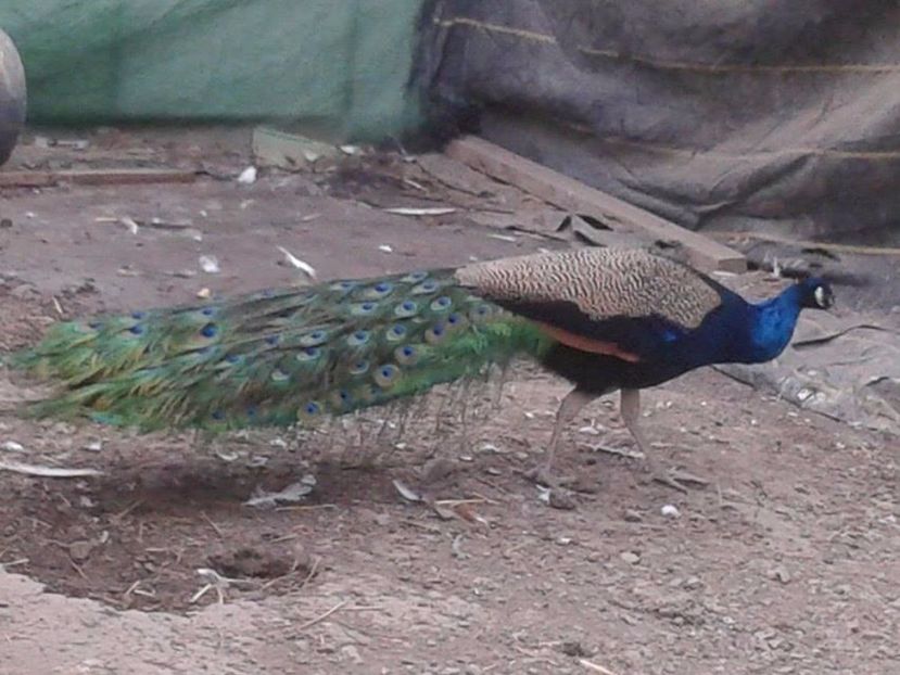 Mascul de 6 ani - C------------Paunii mei Standard si Umar Negru