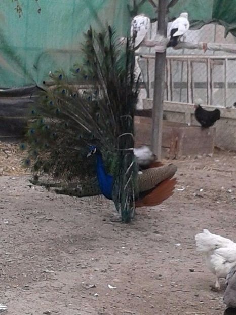 Mascul de 6 ani - C------------Paunii mei Standard si Umar Negru