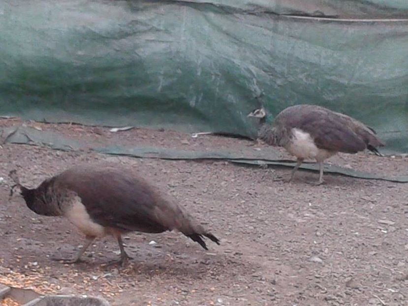 Femele de 2 respectiv 4 ani - C------------Paunii mei Standard si Umar Negru