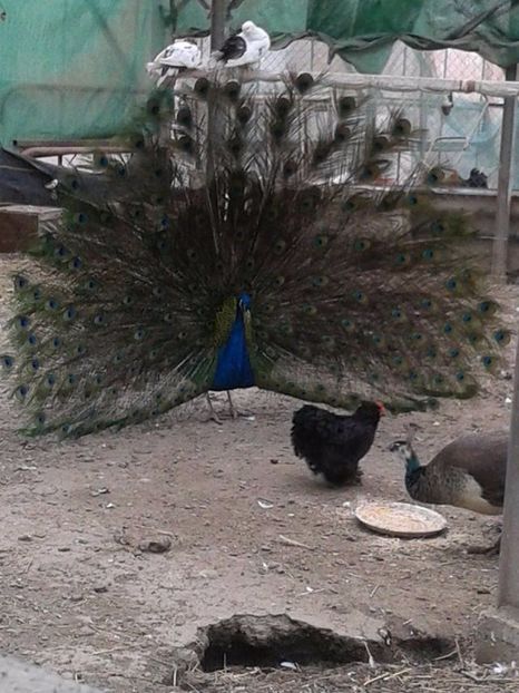 Mascul de 6 ani - C------------Paunii mei Standard si Umar Negru