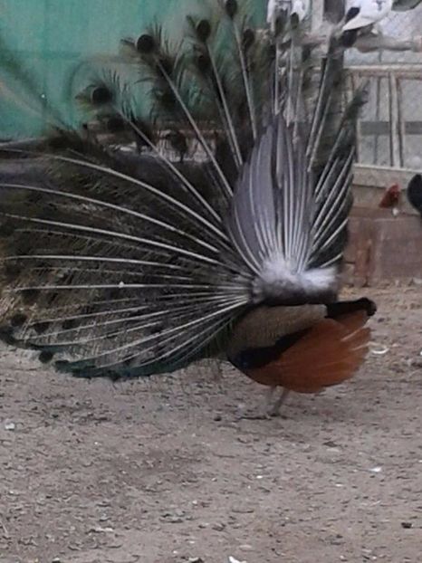 Mascul de 6 ani - C------------Paunii mei Standard si Umar Negru