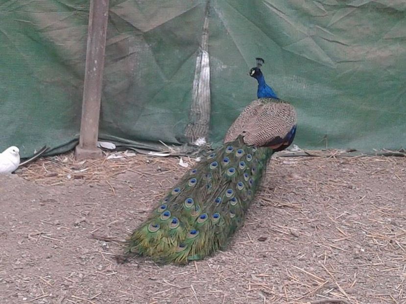 Mascul de 6 ani - C------------Paunii mei Standard si Umar Negru