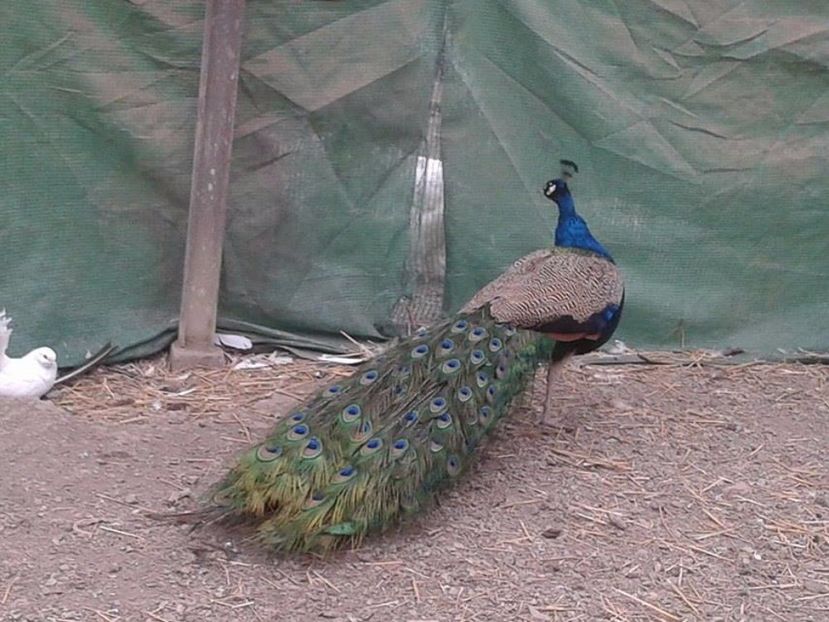 Mascul de 6 ani - C------------Paunii mei Standard si Umar Negru