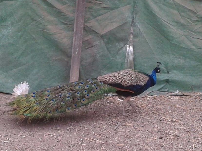 Mascul de 6 ani - C------------Paunii mei Standard si Umar Negru