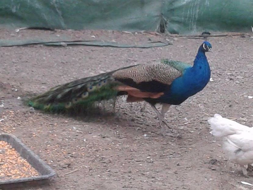 Mascul de 6 ani - C------------Paunii mei Standard si Umar Negru