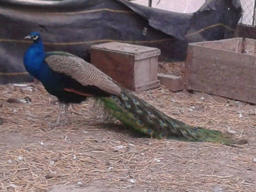 a (16) - C------------Paunii mei Standard si Umar Negru