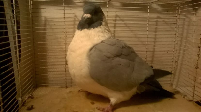  - porumbei strasseri