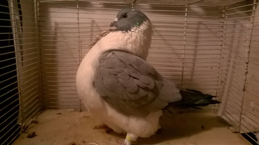  - porumbei strasseri