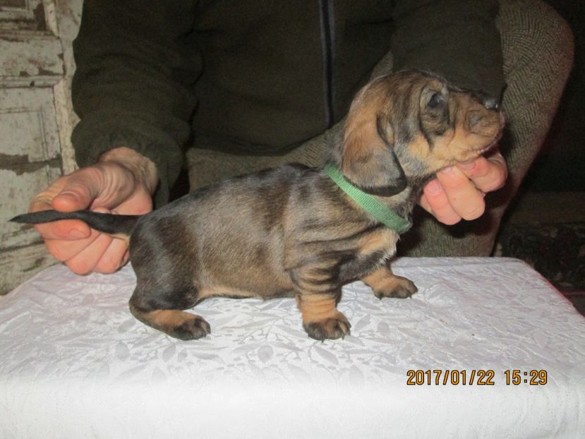  - Teckel cu par sarmos BOOGIE femela