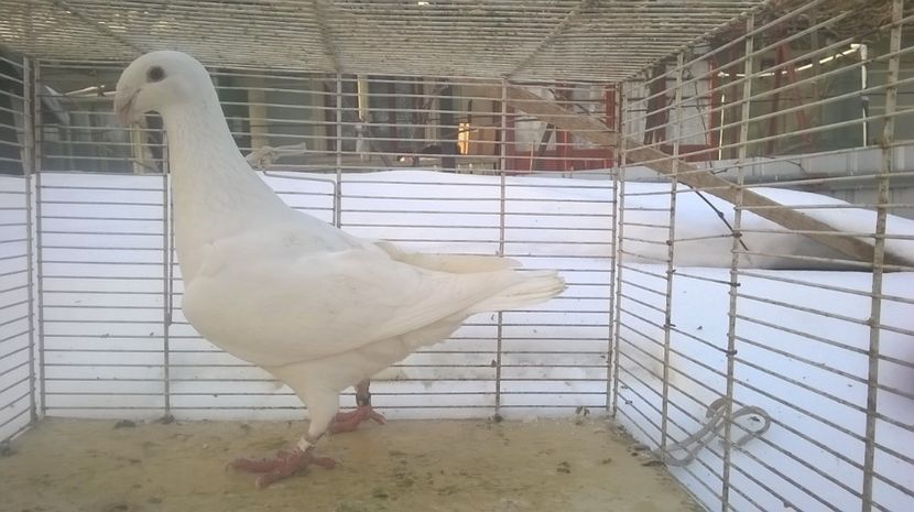  - Voiajori germani de frumusete