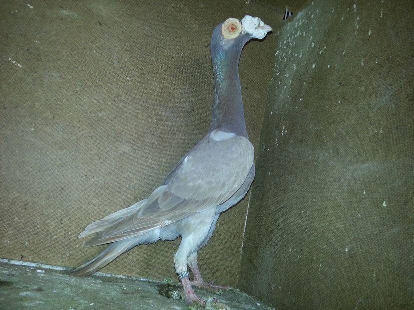 f 2014 - Carieri Vanduti