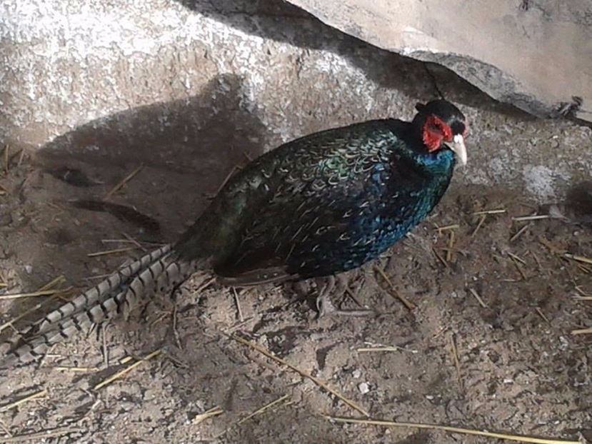 Albastrel - D- Fazani Tenebros